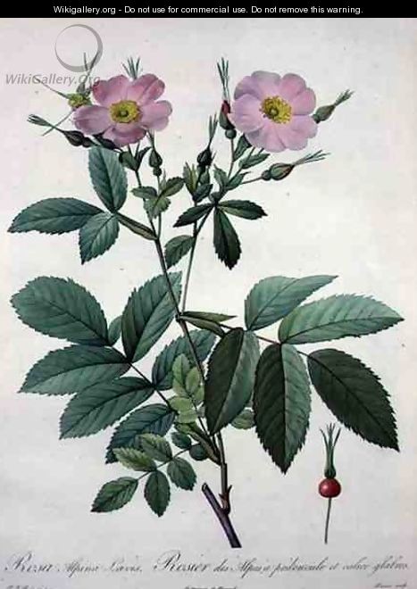 Rosa alpina laevis, engraved by Bessin, from Les Roses, 1817-24 - Pierre-Joseph Redouté