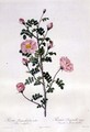 Rosa Pimpinellifolia Rubra Flore Multiplici, engraved by Chapuy, published by Remond - Pierre-Joseph Redouté