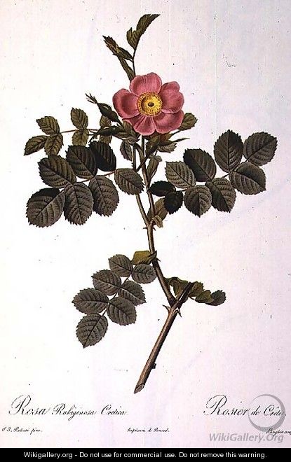 Rosa Rubiginosa Cretica, engraved by Langlois, from Les Roses, published by Remond, 1818 - Pierre-Joseph Redouté
