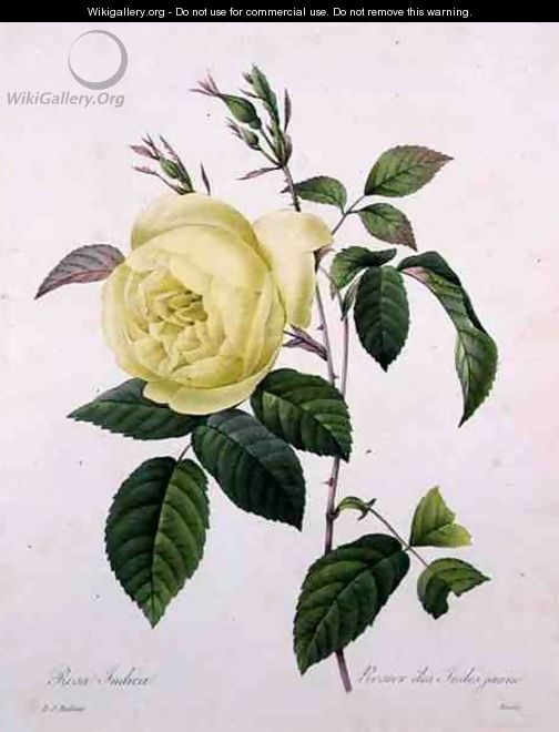 Rosa indica, engraved by Bessin, from Choix des Plus Belles Fleurs, 1827 - Pierre-Joseph Redouté