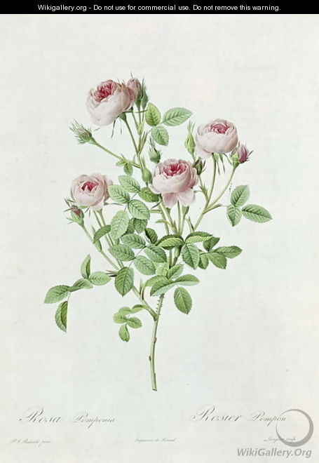 Rosa Pomponia, from Les Roses by Claude Antoine Thory 1757-1827 engraved by Eustache Hyacinthe Langlois 1777-1837 1817 - (after) Redoute, Henri Joseph