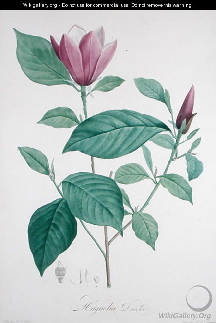 Magnolia discolor, engraved by Legrand - (after) Redoute, Henri Joseph