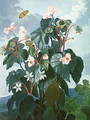 The Oblique-leaved Begonia, engraved by Caldwell, from The Temple of Flora by Robert Thornton, pub. 1800 - Philip Reinagle