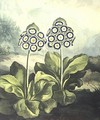 Primrosa Primula auricula, engraved by Sutherland, from Robert Thorntons Temple of Flora 1807 - Philip Reinagle