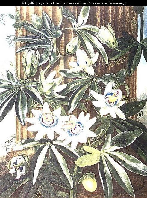 The Blue Passion Flower, engraved by Caldwell, from The Temple of Flora by Robert Thornton, pub. 1800 - Philip Reinagle
