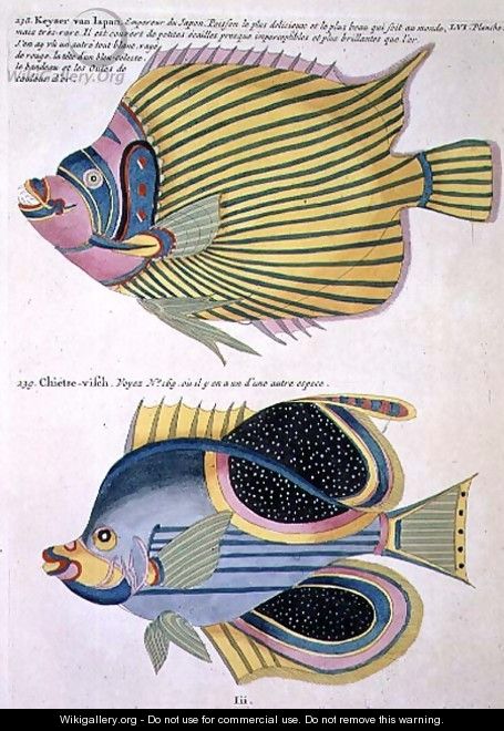 Two Fish, plate 56 from Vol 2 of Fish, Crayfish and Crabs, pub. 1754 - (after) Renard, Louis