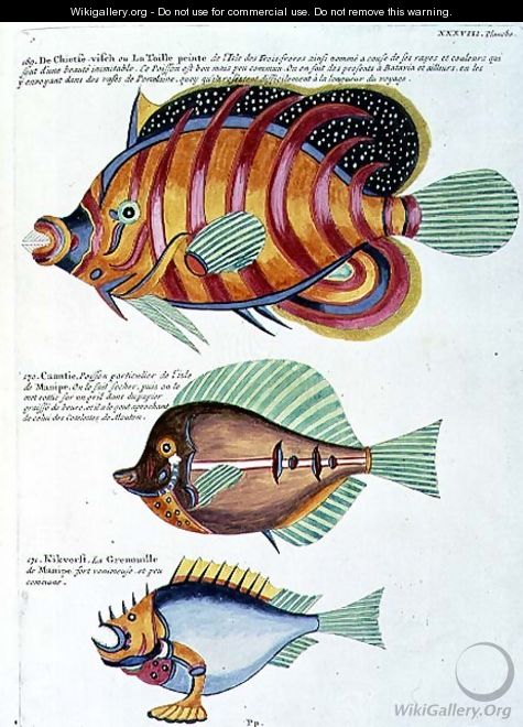 Three Fish, plate 38 from Vol 2 of Fish, Crayfish and Crabs, pub. 1754 - (after) Renard, Louis
