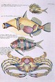 Three Fish and a Crab, plate 34 from Vol 2 of Fish, Crayfish and Crabs, pub. 1754 - (after) Renard, Louis