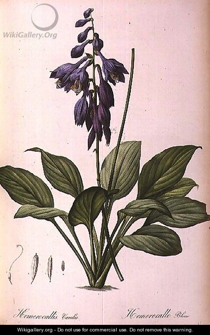 Hemerocallis Caerulea, from Les Liliacees - Pierre-Joseph Redouté