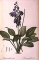 Hemerocallis Caerulea, from Les Liliacees - Pierre-Joseph Redouté