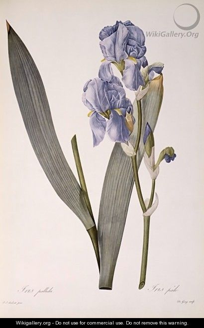 Iris Pallida, from Les Liliacees, 1812 - Pierre-Joseph Redouté