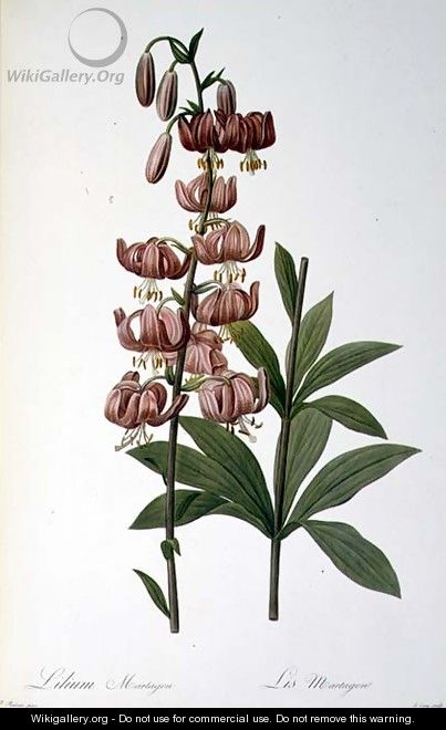 Lilium Martagon, from Les Liliacees, 1806 - Pierre-Joseph Redouté