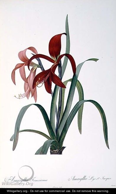 Amaryllis Formosissima, from Les Liliacees, 1808 - Pierre-Joseph Redouté