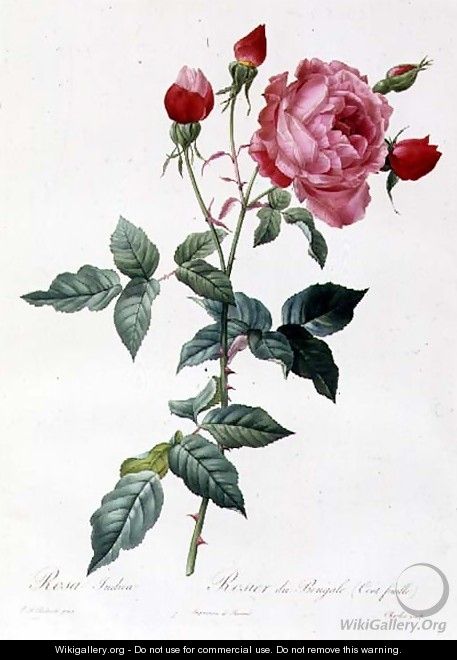 Rosa Indica - Pierre-Joseph Redouté