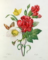 Christmas Rose, Helleborus niger and Red Carnation with Butterflies, from Les Choix des Plus Belles Fleurs by Pierre Redoute 1759-1840 - Pierre-Joseph Redouté