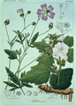Althaea officinalis Marsh Mallow plate 173, illustration from Icones Florae Germanicae Helveticae..., Tom 5, 1844 - Heinrich Gottlieb Ludwig Reichenbach