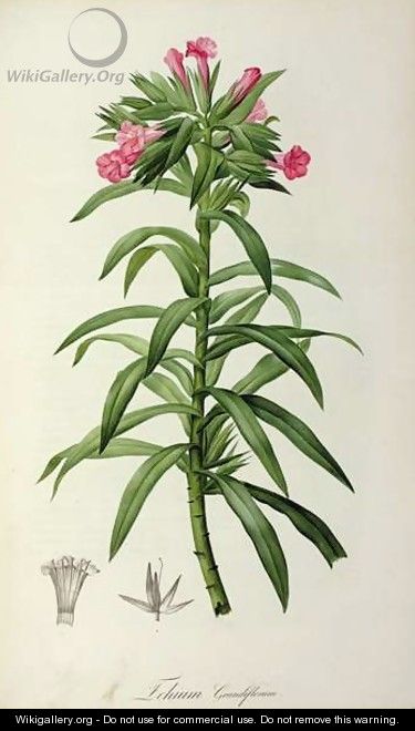 Echium Grandiflorum, from Le Jardin de Malmaison - Pierre-Joseph Redouté