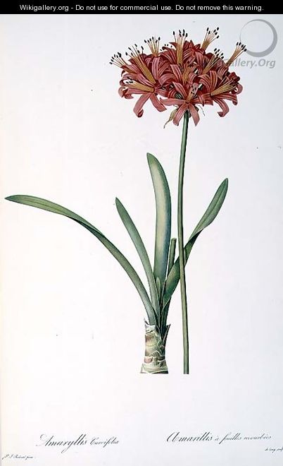 Amaryllis Curvifolia from Les Liliacees, 1809 - Pierre-Joseph Redouté
