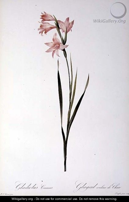 Gladiolus Carneus, from Les liliacees, 1804 - Pierre-Joseph Redouté