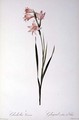 Gladiolus Carneus, from Les liliacees, 1804 - Pierre-Joseph Redouté