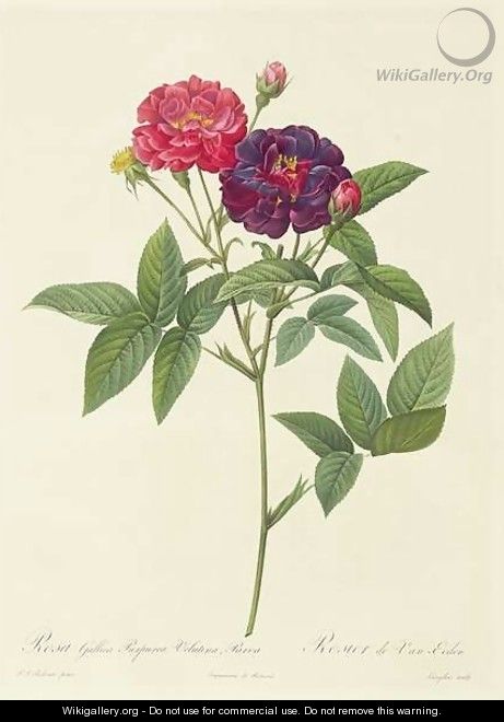 Rosa Gallica Purpurea Velutina, Parva - Pierre-Joseph Redouté