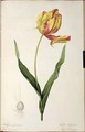 Tulipa gesneriana dracontia, from Les Liliacees, 1816 - Pierre-Joseph Redouté
