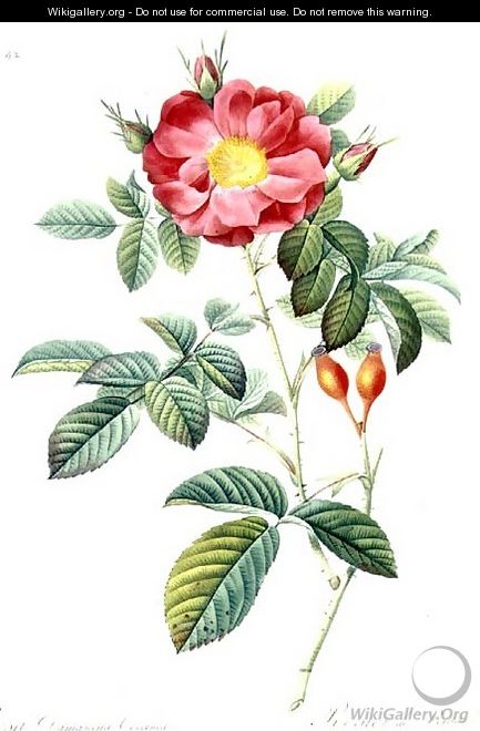 Rosa Damascena, from Les Roses - Pierre-Joseph Redouté