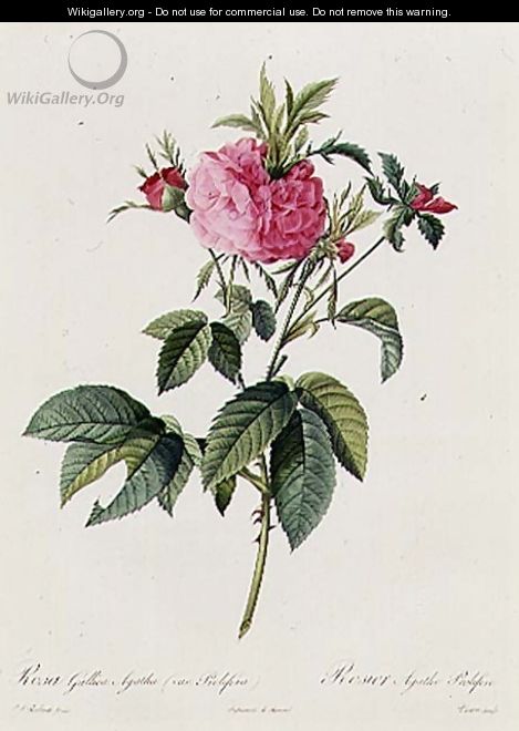 Rosa Gallica Agatha Prolifera - Pierre-Joseph Redouté