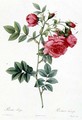Rosa Pimpinellifolia Flore Variegato - Pierre-Joseph Redouté