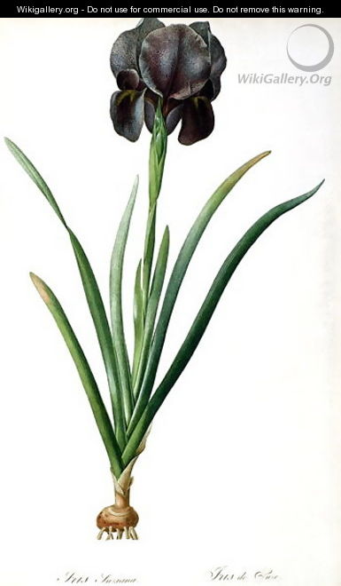 Iris Luxiana, from Les Liliacees - Pierre-Joseph Redouté