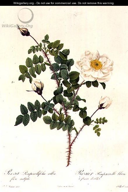 Rosa Pimpinellifolia Alba Flore Multiplei - Pierre-Joseph Redouté