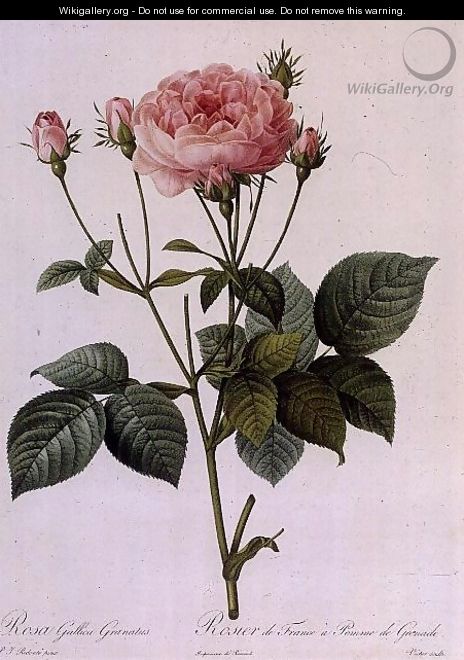 Rosa Gallica Granatus, from Les Roses, vol II, 1821 - Pierre-Joseph Redouté