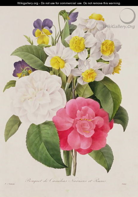 Camellias, Narcissus and Pansies, engraved by Victor, pub. 1827 - Pierre-Joseph Redouté