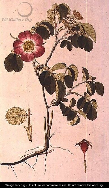 Rosa Pumila, from Les Roses Vol II - Pierre-Joseph Redouté