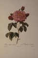 Rosa Gallica Aurelianensis or the Duchess of Orleans from, Les Roses, 1821 - Pierre-Joseph Redouté