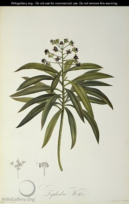 Euphorbia Mellifera, from Le Jardin de la Malmaison, 1802 - Pierre-Joseph Redouté