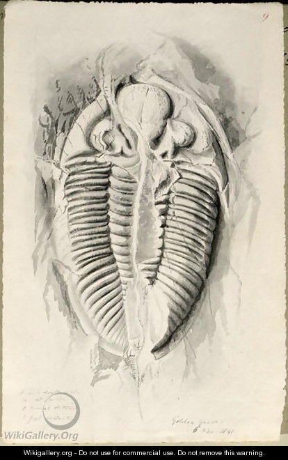 Trilobite from Golden Grove, 6th November 1841 - John Phillips