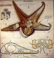 Astropecten, No. 11, Pfurtschellers Zoological Wall Chart - Paul Pfurtscheller