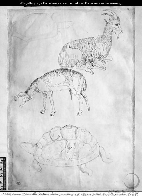 Two tortoises, goat and sheep, from the The Vallardi Album - Antonio Pisano (Pisanello)