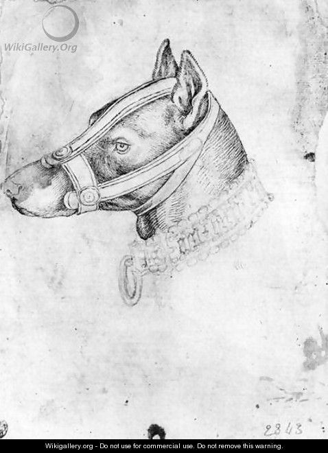 Head of a muzzled dog, from the The Vallardi Album - Antonio Pisano (Pisanello)