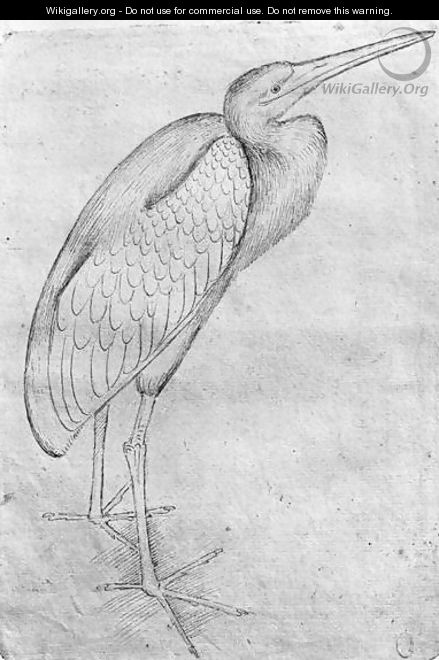 Pelican, from the The Vallardi Album - Antonio Pisano (Pisanello)