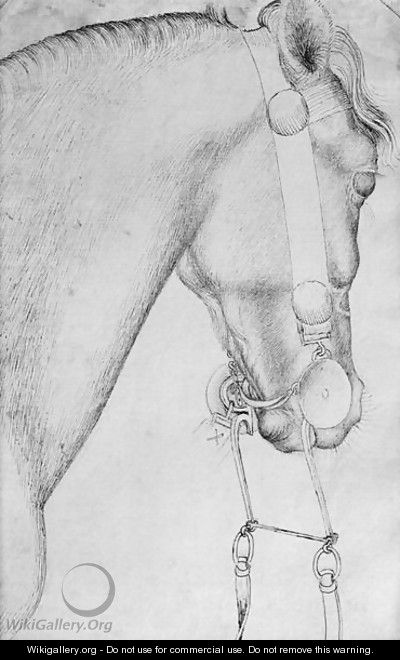 Head of a horse, from the The Vallardi Album - Antonio Pisano (Pisanello)