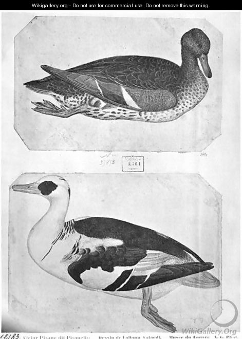 Ducks, from the The Vallardi Album - Antonio Pisano (Pisanello)