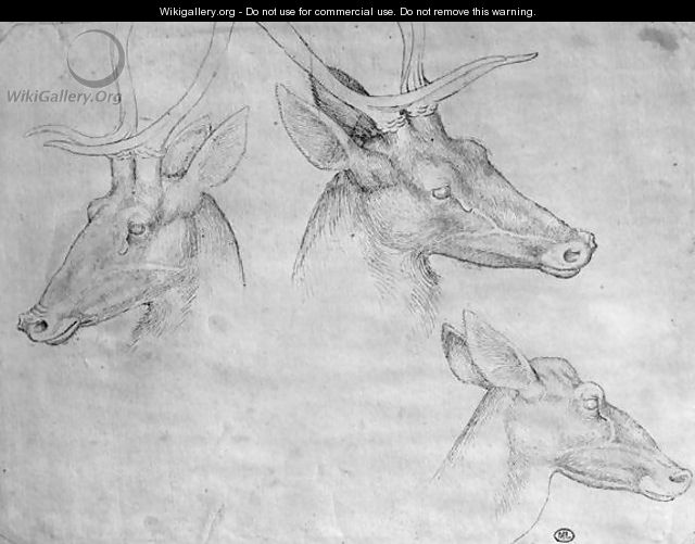 Two heads of stags, one head of a doe, from the The Vallardi Album - Antonio Pisano (Pisanello)