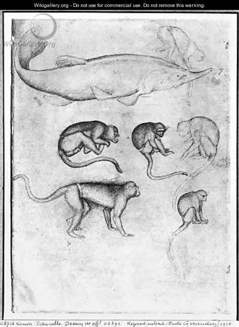 Six Monkeys and a Sturgeon, from The Vallardi Album - Antonio Pisano (Pisanello)