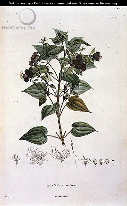 Rhexia grandiflora, engraved by Bouquet, plate 11 from Part VI of Voyage to Equinoctial Regions of the New Continent