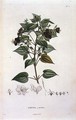 Rhexia grandiflora, engraved by Bouquet, plate 11 from Part VI of Voyage to Equinoctial Regions of the New Continent