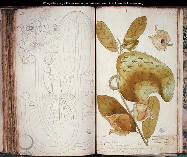 Ms 23 Cardamom, from a manuscript on plants of the Antilles and Santo Domingo - Charles Plumier