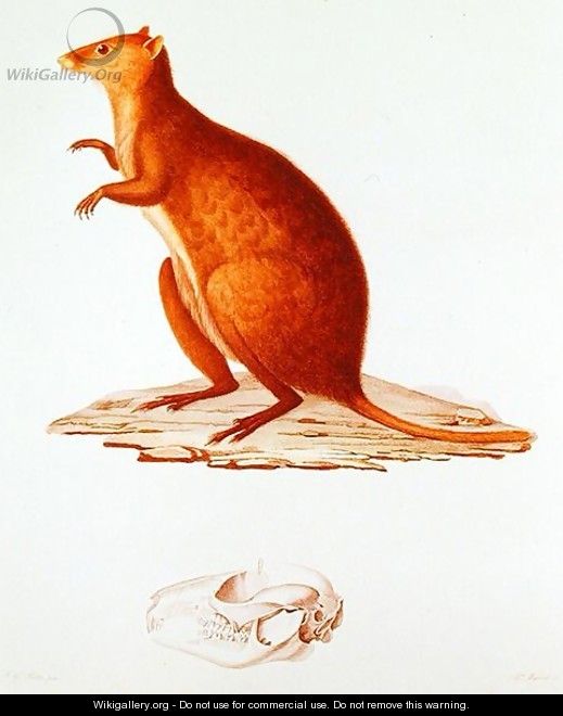 The Wallaby or Short-Tailed Kangaroo setonix brachyrus illustration from Voyage de la Corvette l