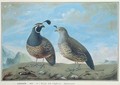 Male and Female Californian Partridge, from Voyage de La Perouse - J.R Prevost